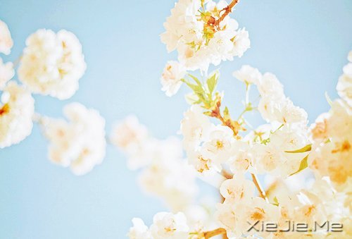 不管成功与否，至少曾经美丽 (8)