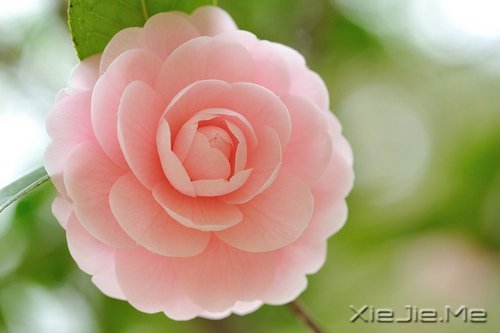 早安心语：淡然一切，往事如烟 (6)