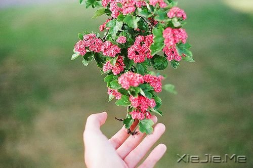早安心语：为了等你，我错过了等我的人 (10)