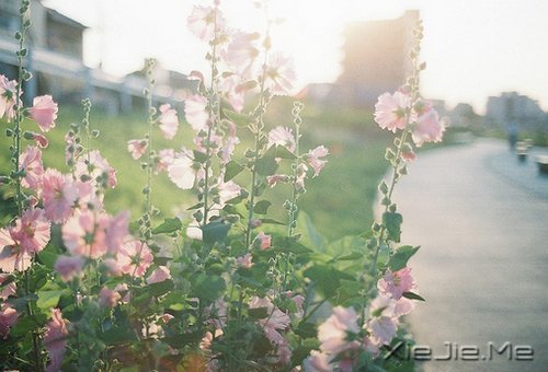 经典语录：一个人的天荒地老 (11)